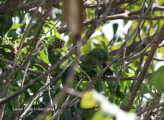 Eupsittula nana