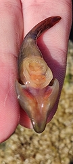 Lepadogaster lepadogaster