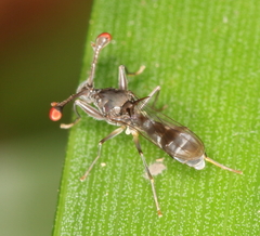 Diasemopsis obstans