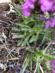 Pedicularis