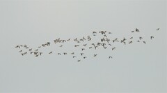 Branta leucopsis