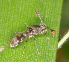 Diasemopsis obstans