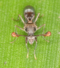 Diasemopsis obstans