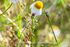Lestes barbarus