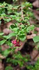Fuchsia thymifolia
