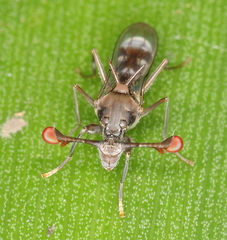 Diasemopsis obstans