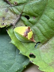 Prolimacodes badia