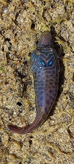Lepadogaster lepadogaster
