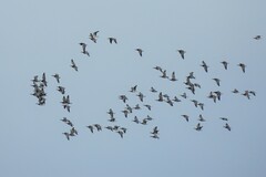 Branta leucopsis