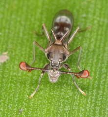 Diasemopsis obstans