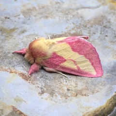 Hyparpax aurora