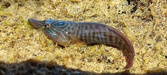 Lepadogaster lepadogaster