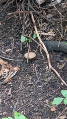 Stropharia rugosoannulata