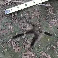 Cathartiformes