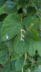 Cosmopterix zieglerella