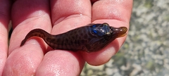 Lepadogaster lepadogaster