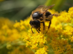 Andrena