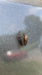 Hypselonotini