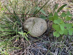 Scleroderma citrinum