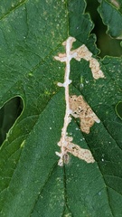 Cosmopterix zieglerella