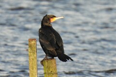 Phalacrocorax carbo sinensis