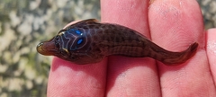 Lepadogaster lepadogaster