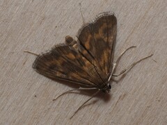 Elophila feili