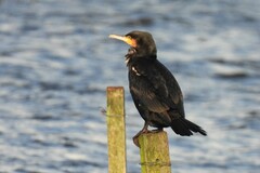 Phalacrocorax carbo sinensis