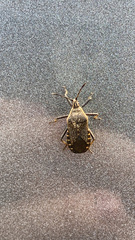 Hypselonotini