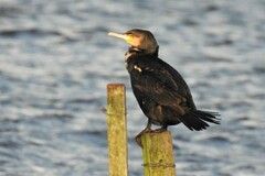Phalacrocorax carbo sinensis