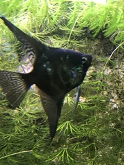 Pterophyllum scalare