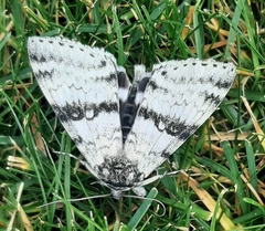 Catocala relicta
