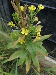 Oenothera pycnocarpa