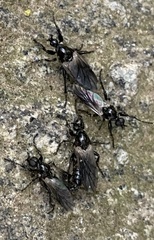 Bibio albipennis