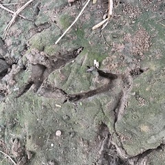 Cathartiformes