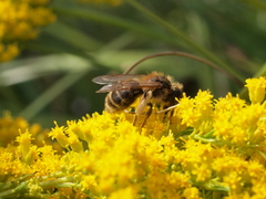 Andrena
