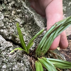 Carex blanda