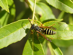 Polistes associus