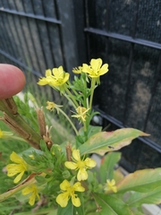 Oenothera pycnocarpa