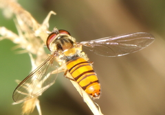 Episyrphus