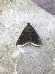 Pyrausta obtusanalis