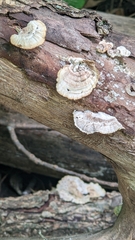 Trametes conchifer