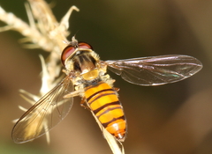 Episyrphus