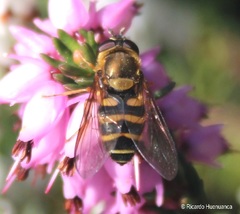 Syrphus reedi