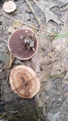 Hydnellum concrescens