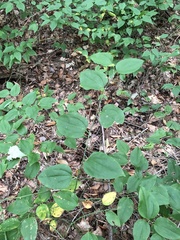 Smilax