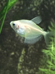 Gymnocorymbus ternetzi