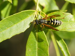 Polistes associus