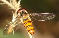 Episyrphus