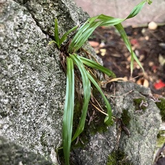 Carex blanda